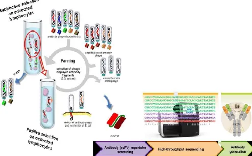 Figure 8. Strategy of scFvs selection by phage display  against immune  checkpoints. The phages were incubated with activated lymphocytes after a 