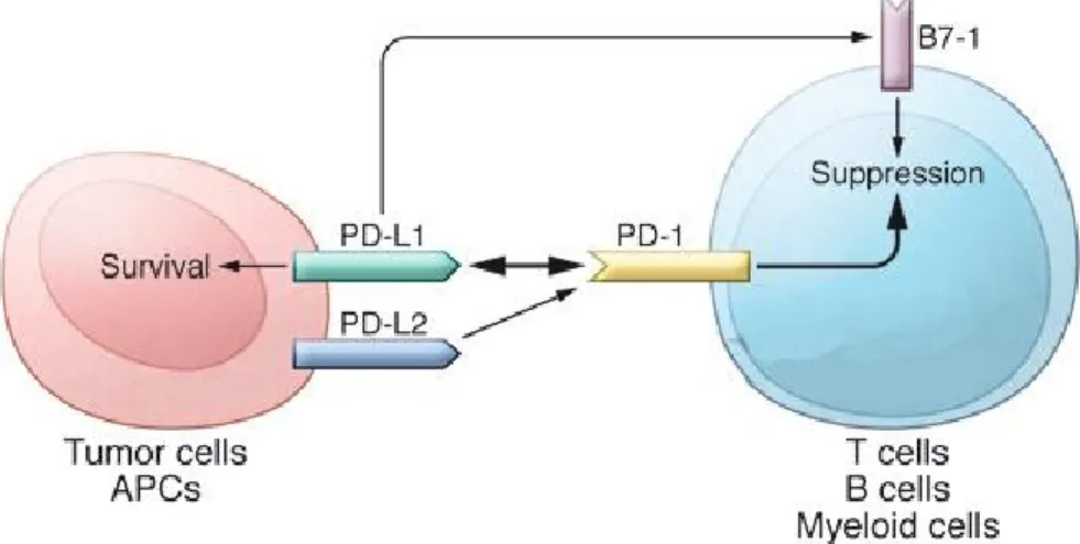 Figure  9.  Schematic  representation  of  PD-1/PD-L1  interaction  and  downstream  effects