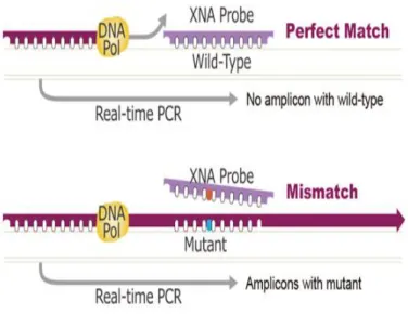 Figure 1. The QClamp technology used by the ColoScape TM  assay. XNA is a synthetic DNA analog that hybridizes 