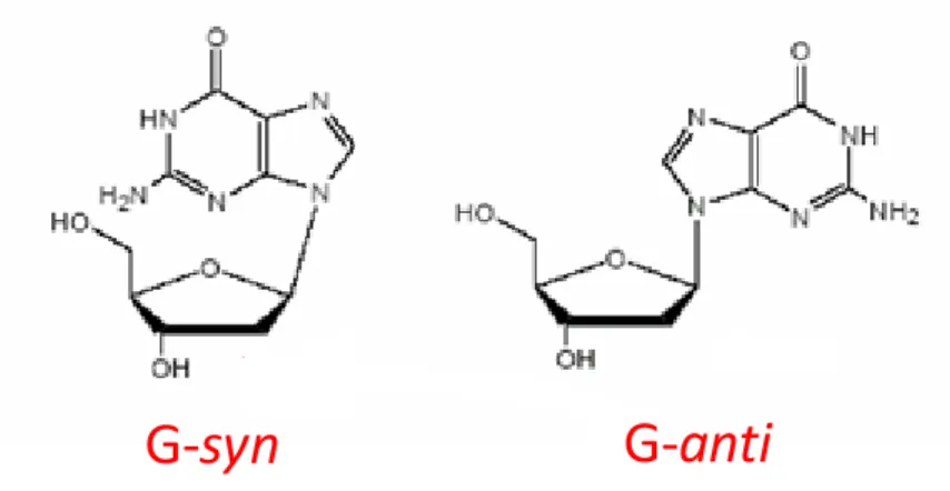 Figure 6. Syn and anti conformations of the guanines along the N-glycosidic bond . 