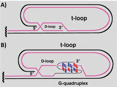 Figure 15. Structure of the 3’ telomeric overhang: A) D- and t-loop; B) stabilization of D-loop mediated 