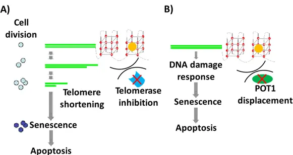 Figure 17. Two different mechanisms of action proposed for telomeric G4 binding ligands as anticancer 