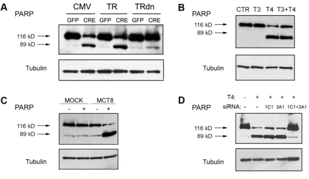 Figure 3. MuSC apoptosis relies on T4 inflow through OATPs 1C1 and 3A4 and  depends on D2-derived T3 action on TH receptor