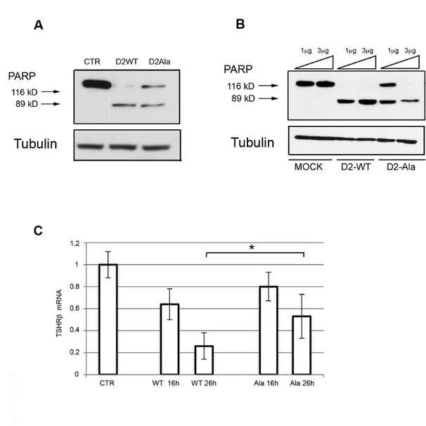 Figure 7. D2-Ala is responsible of a reduced T4 proapoptotic effect on MuSC and a  decreased TH inhibitory feedback on pituitary thyrotrophs