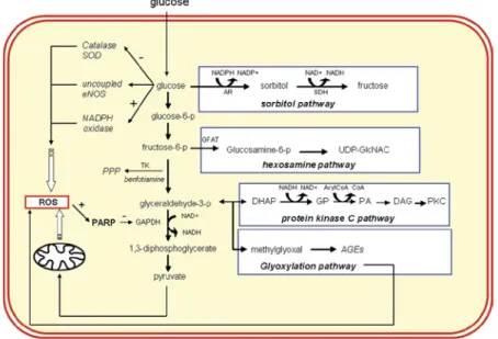 Figure 1: Molecular  pathways activated chronic hyperglycemia. (Schalkwijk and  Stehouwer 2005)