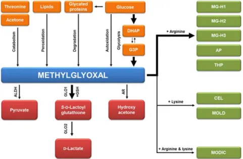 Figure 2. Pathways involved in MGO formation and detoxification. MGO is generated as  a byproduct of glycolysis