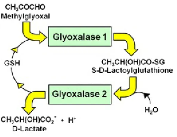 Figure  3. The Glyoxalase System. Glyoxalase system is formed by two enzymes.  Glyoxalase 1 catalyzes the conversion the MGO-GSH hemi-thioacetal to the thioester  S-D-lactoyglutahione
