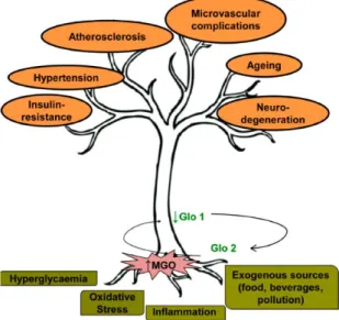 Figure  4. Sources of methylglyoxal (MGO) accumulation contributing to  vascular  dysfunction