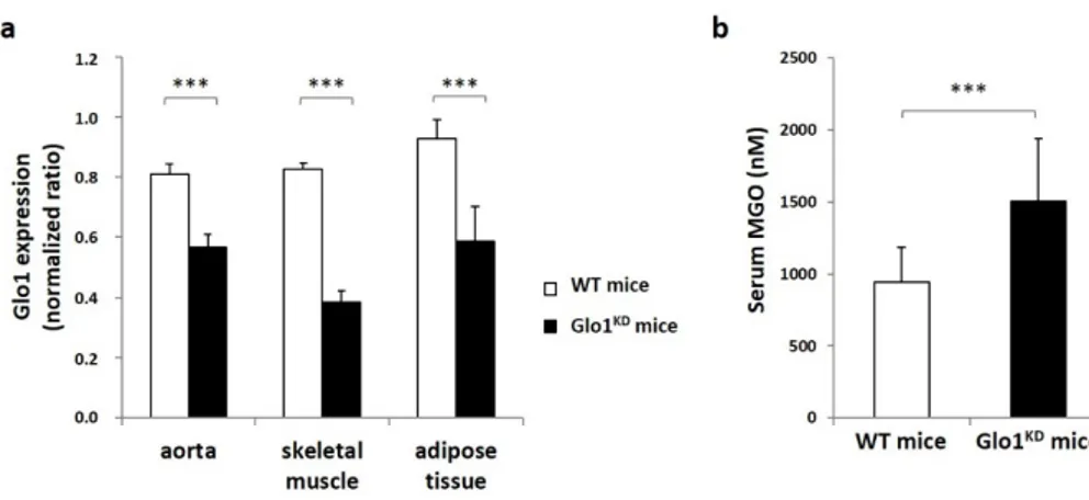 Figure 1.1 Expression levels of the Glo1 gene and serum MGO concentration. (a) The 