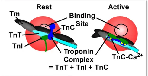 Figure 6: schematic representation of Troponin complex activation. (Left) At rest, the 