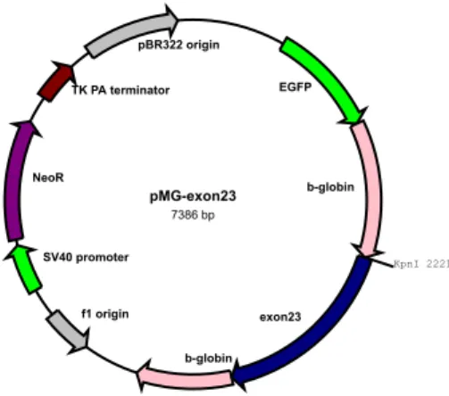 Figure 11: graphic representation of the minigene construct with MYBPC3 exon 23 