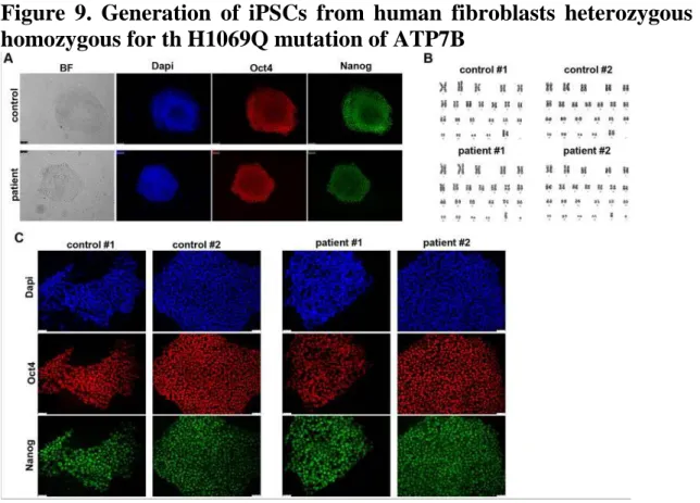 Figure  9.  Generation  of  iPSCs  from  human  fibroblasts  heterozygous  and  homozygous for th H1069Q mutation of ATP7B 
