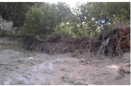 Figure 30 – Roots that failed by pull out in a previous landslide in the region of Campania