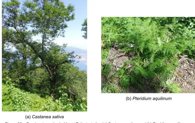 Figure 38 – Dominant species in Mount Faito test site: (a) Castanea sativa, and (b) Pteridium aquilinum