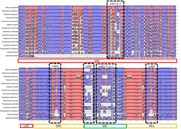 Figura  2.2.  Grafico  raffigurante  la  percentuale  di  omologia  tra  Ophrys  iricolor  e 