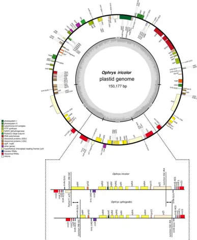 Figure  1.  Gene  map  of  Ophrys  sphegodes  and  Ophrys  iricolor  plastid  genomes