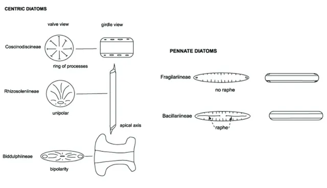 Figure 1.3. Schematic representation of centric, raphid and araphid pennate diatoms. (From Hasle and  Syvertsen, 1997).