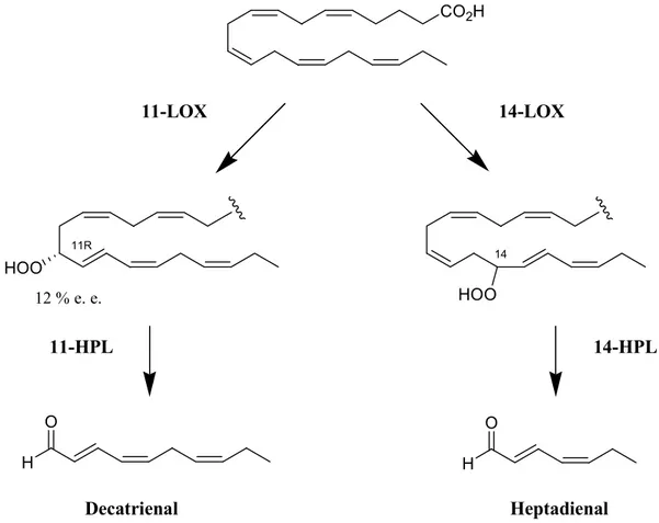 Figure 1.9. Precursors and stereochemistry of the synthesis of decatrienal and heptadienal