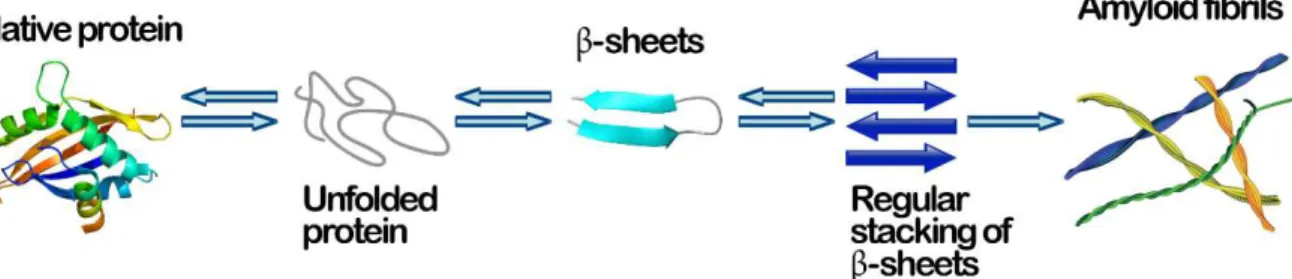 Fig. 1 – A schematic representation of a possible amyloid fibril self-assembly process  