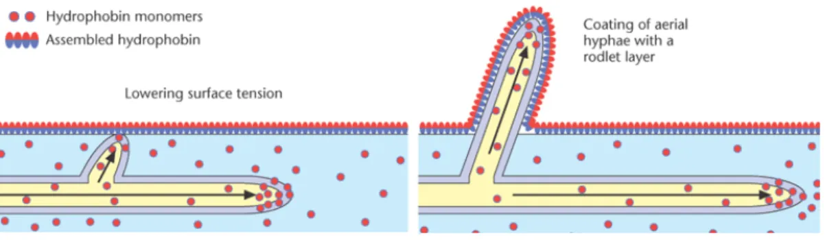 Fig. 5  –  Models showing the role of hydrophobins in the emergence of aerial hyphae (adapted from  22 )