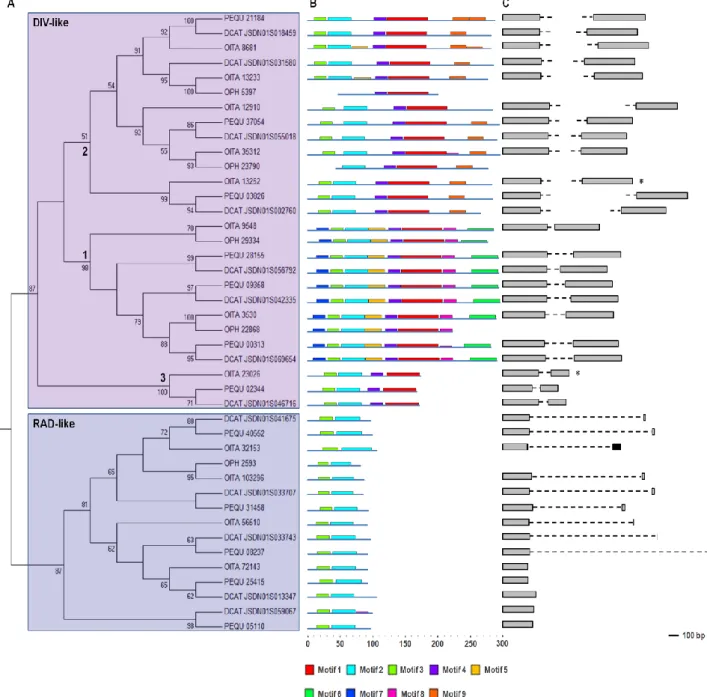 Fig. 10 Phylogeny and genomic organization of the orchid DIV- and RAD-like genes.  Reprinted  from Valoroso et al