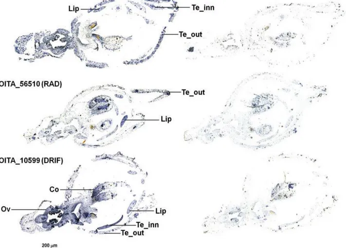 Fig. 11 RNA in situ hybridization of the DIV-, RAD- and DRIF1 transcripts on early floral tissues  of O