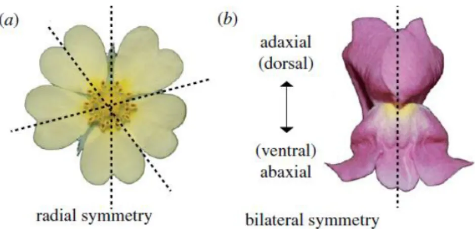 Fig.  4  Difference  between  radial  and  bilateral  symmetry  of  the  flower.  Reprinted  from  Hileman 