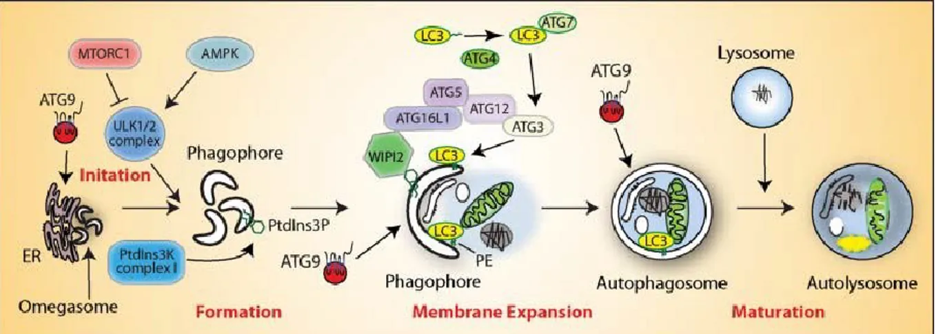 Figure 6. Schematic representation of the pathway of autophagy (Yu, Chen et al. 2018)