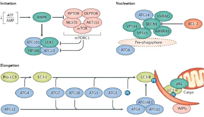 Figure  7.  The  molecular  pathway  of  autophagy:  It  is  showed  how  the  regulation  of  autophagy  is 