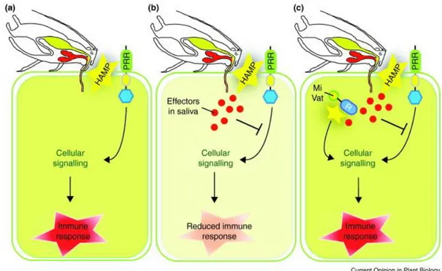 Figure  1.2.  Model  of  the  multi-layered  plant  defence  response  to  aphid  herbivory  proposed  by 