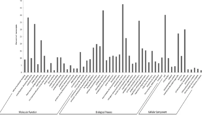 Figure  2.6.  Bar  chart  describing  the  distribution  of  Cucurbita  pepo  transcripts  into  GO  categories