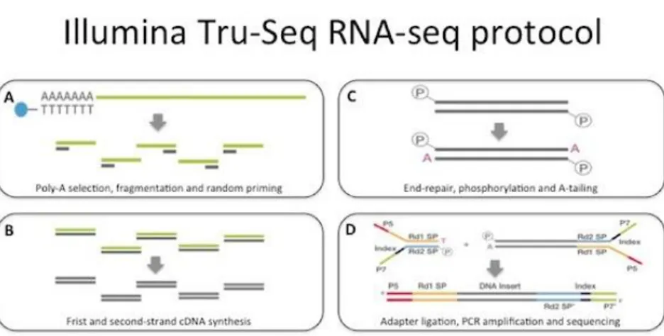 Figure 2.8. Schematic representation of Illumina library preparation. mRNA is poly-(A) selected using 
