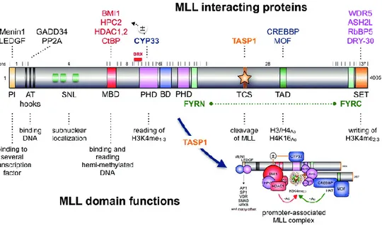 Figure 4. Representation of the full-length MLL protein. Exons (1-37) and the major break 