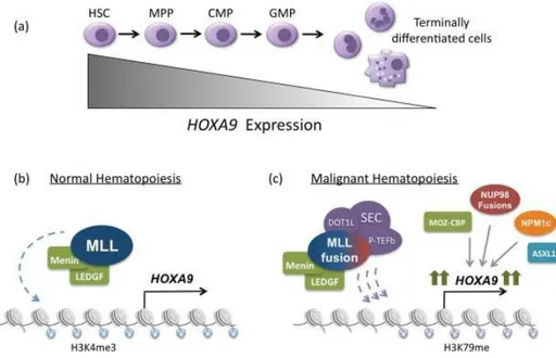 Figure  6.  Regulation  of  HOXA9  expression  in  normal  and  malignant  hematopoiesis
