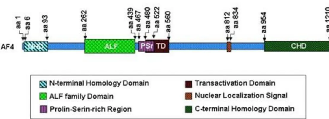 Figure 8. Schematic representation of AF4 functional domain. 