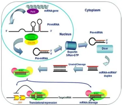 Figure  11.  Representation  of  miRNA  biogenesis:  it  begins  inside  the  nucleus  then  its 