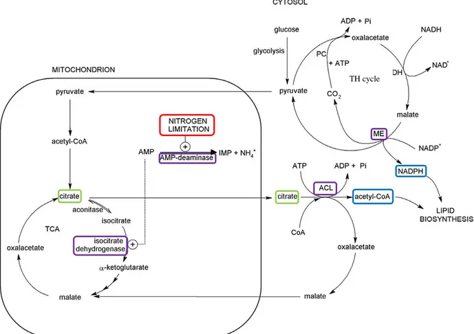Figure 2.1. De novo lipid synthesis pathway, as a result of nitrogen limitation (red box), inducing the  activation of an AMP-deaminase which acts as a scavenger of nitrogen from AMP