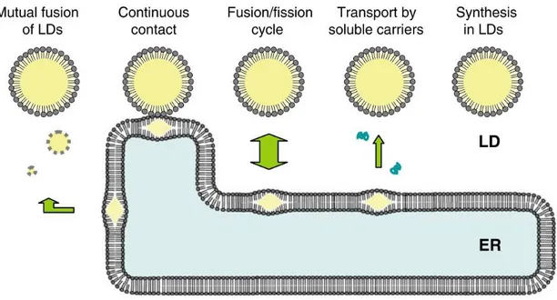 Figure 2.3. Possible mechanisms of lipids exchange between endoplasmic reticulum (ER) and  LB, allowing turnover of lipids