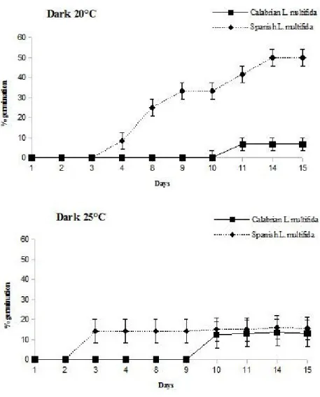 Figure 2. Germination percentages of Calabrian  L. multifida  and Spanish  L. multifida  seeds incubated at 20°C and 25°C under dark conditions