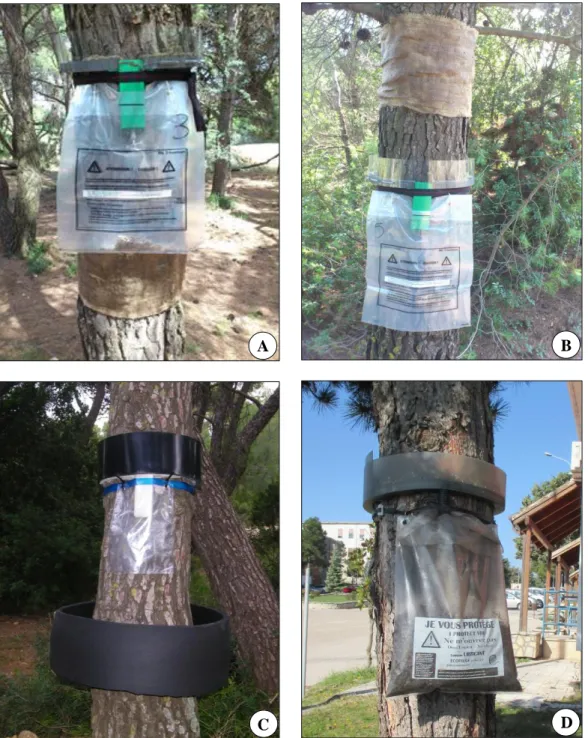 Figure 3.3 Trunk trap devices that were tested:  (A) PROCEREX (upper) and an adhesive  (lower) used in the trials in Attica, Greece, (B) Adhesive (upper) and a PROCEREX (lower) used in the  trials in Attica, Greece, (C) LIFE-PISA prototype (upper) and a de