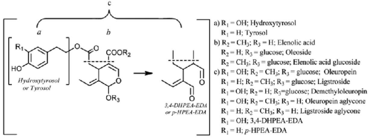 Figure 3 . Possible transformation secoiridoids containing tyrosol and hydroxytyrosol in their structures (Klen et al