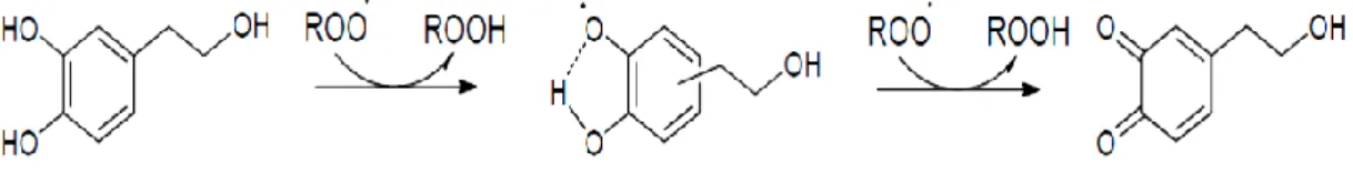 Figure 5 Mechanism of free radical scavenging by hydroxytyrosol 