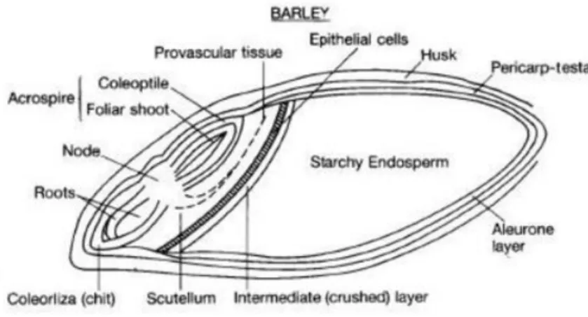 Figure 1.1. Barley grain anatomy (Roberts T.  presentation) 