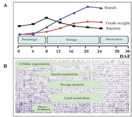 Figure 1.2. Scheme of barley grain development. A-Biochemical parameters differentiating the developmental stages