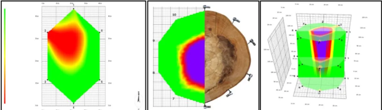 Figure 2 - Tomograms in single cross section and in the three cross section  Statistical Analysis  