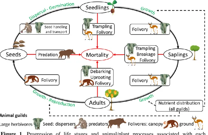 Figure  1.  Progression  of  life  stages  and  animal/plant  processes  associated  with  each  progression
