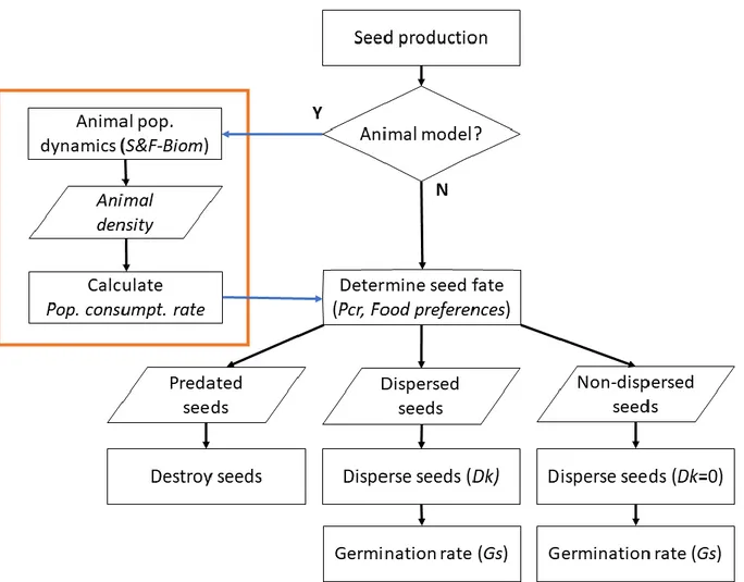 Figure 3. Flowchart of seed processes submodel. Orange box delimits the animal model. Blue  arrows show data exchange between models, black arrows show transitions within model time  states