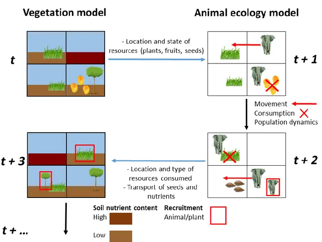 Figure  4.  Conceptual  scheme  of  a  coupled  vegetation–animal  model.  Time  step  t  could  be  either  an  initial  state  or  an  intermediate  state