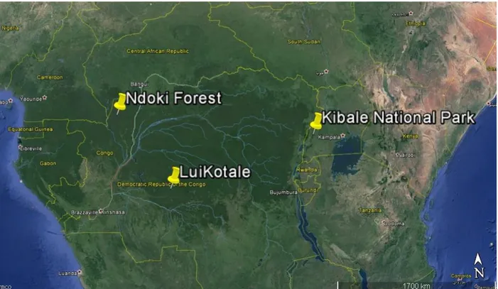 Figure 1. Location of forest inventory plots: Ndoki Forest in Republic of Congo and LuiKotale  in Democratic Republic of Congo
