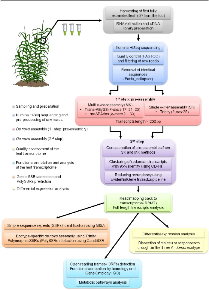 Fig.  1 Flowchart of the pipeline for the  A. donax leaf transcriptome  sequencing,  de novo assembly, annotation  913 
